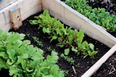 Salad-Crops-In-Cold-Frames